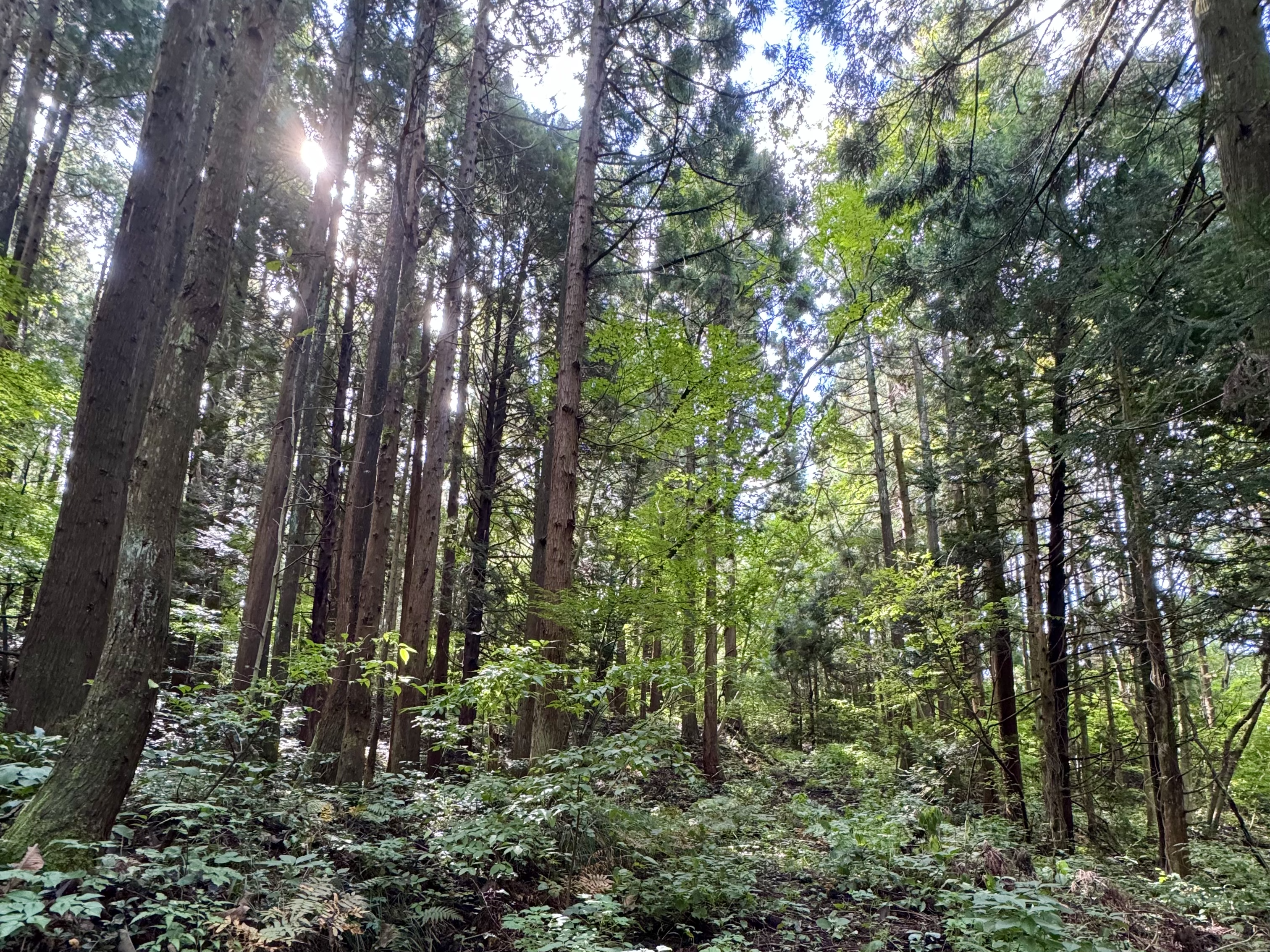 山の木漏れ日