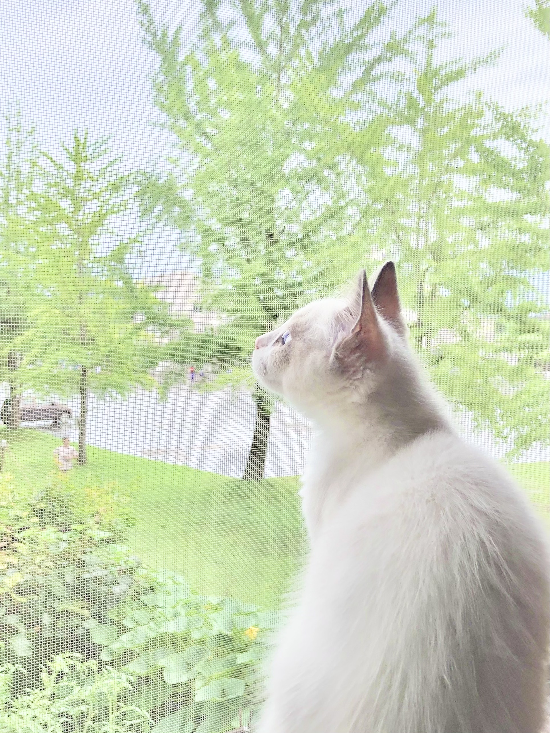 月猫