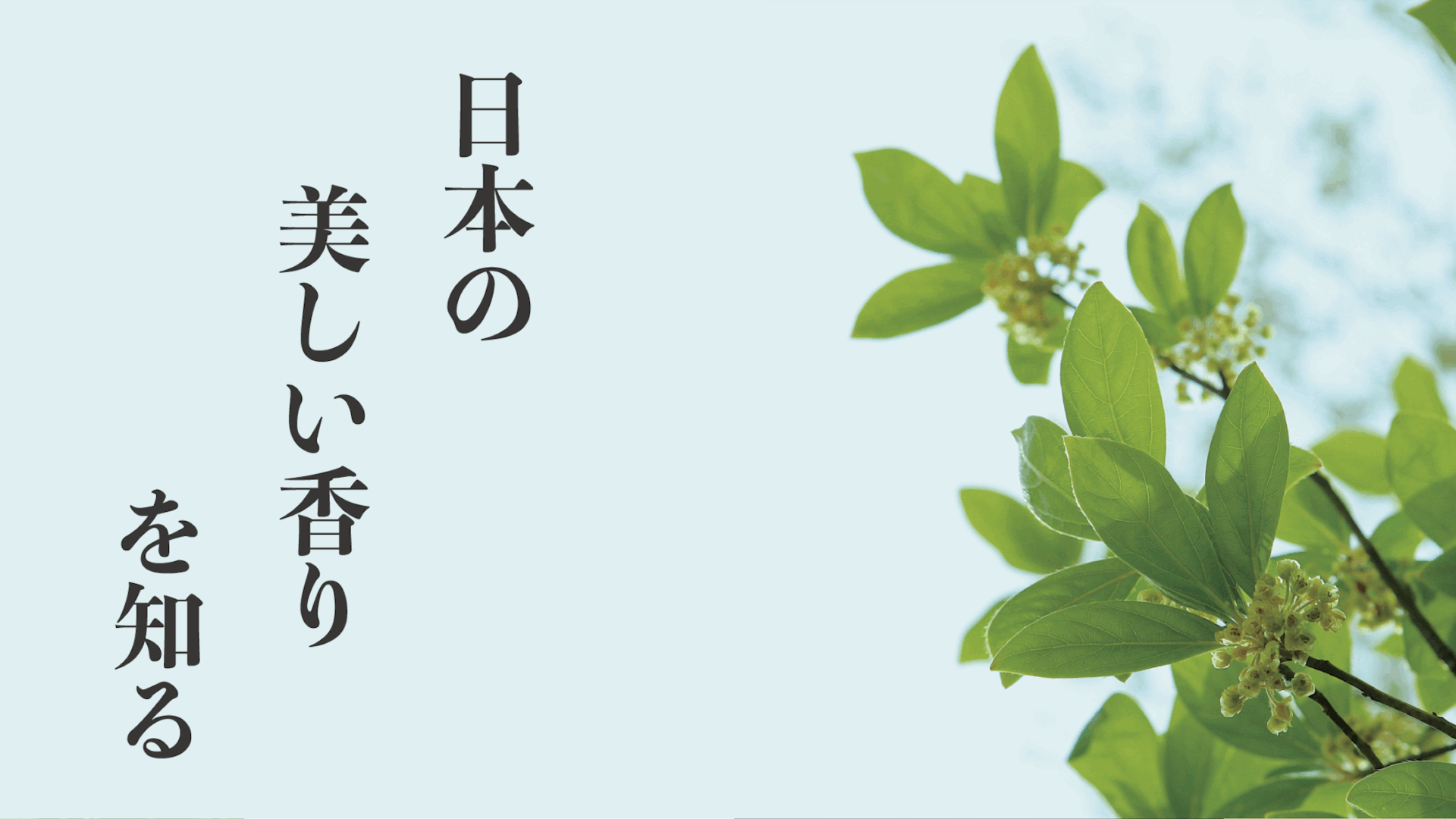 香木